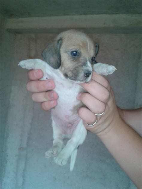 Si trova a palermo, ma per buona adozione arriva anche al centro nord. Adotta un cane a Siracusa: Cucciolo incrocio beagle in ...