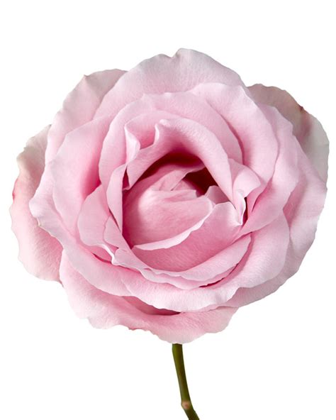 Pink Avalanche Rose Petaljet