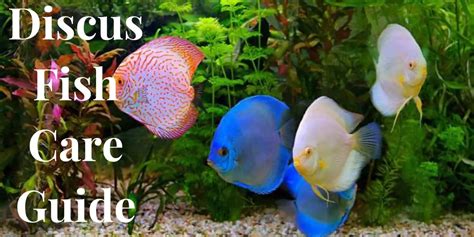 Discus Fish Care Guide Everything You Need To Know