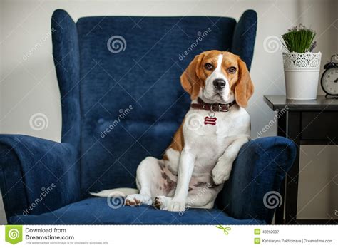 Check spelling or type a new query. Funny Beagle Dog Sitting In The Chair Like A Boss Stock ...