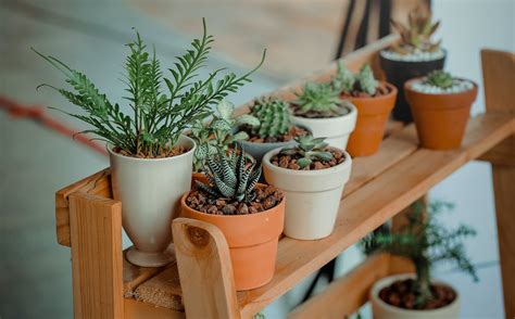 Green Indoor Potted Plant Lot · Free Stock Photo