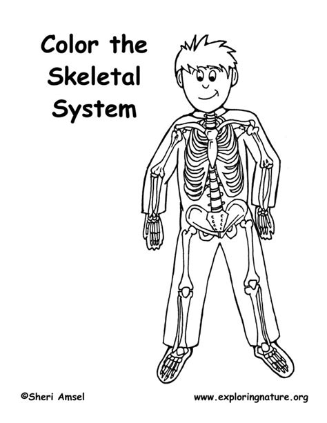 Skeleton Anatomy Coloring Pages