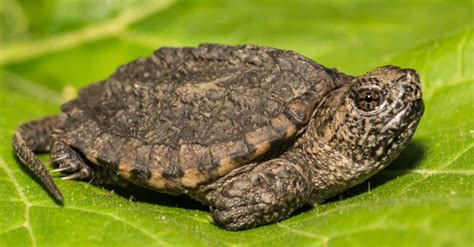 Whats A Baby Snapping Turtle Called 4 More Facts A Z Animals