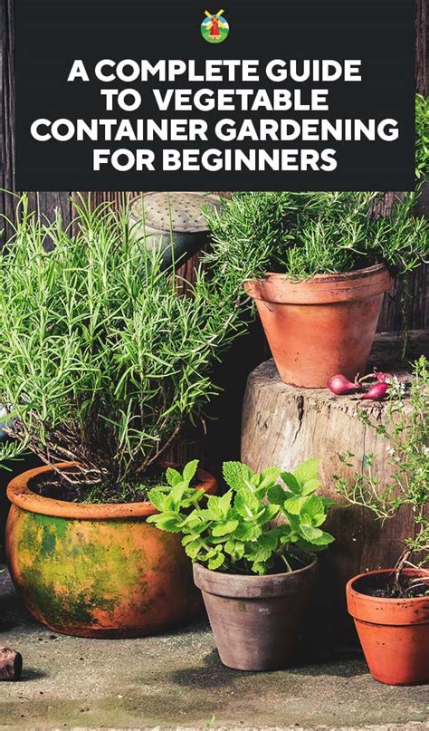 A Complete Guide To Vegetable Container Gardening For Beginners