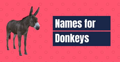 120 Names For Donkeys Badass Cute And Funny Names Cherry