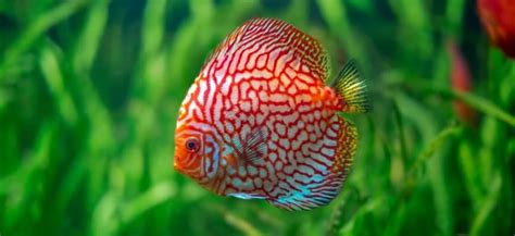 15 Exotic Freshwater And Saltwater Fish To Keep At Home