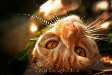 Ginger Cat With Amber Eyes 5x7 Photo Adorable Cat Photography