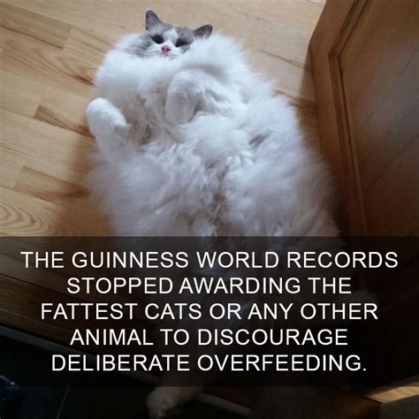 10 Amazing Cat Facts That You Probably Didnt Know