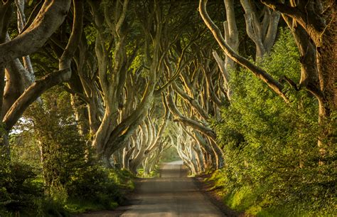 The Worlds Most Beautiful Trees In Pictures Travel