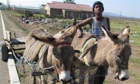 Uplift 240 Poor South Africans Relying On Donkeys Globalgiving