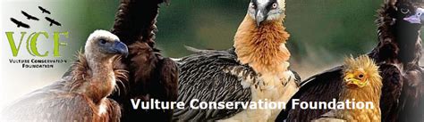 April 2014 New Battle To Stop Veterinary Diclofenac In Europe Save Vultures