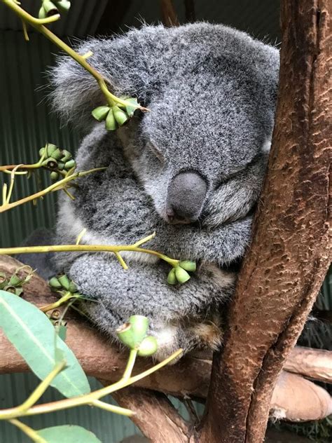 Koala Genome Shows How The Adorable Marsupial Lives On Eucalyptus