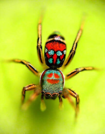 This Rainbow Jumping Spider Looks Like A Little Gemstone Scurrying