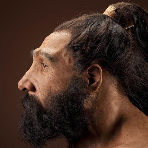 Homo Neanderthalensis Adult Male Reconstruction Based On Shanidar