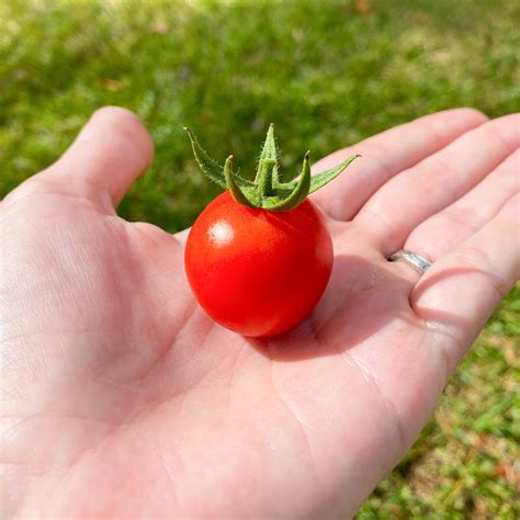 This Perfect Little Tomato I Picked Roddlysatisfying