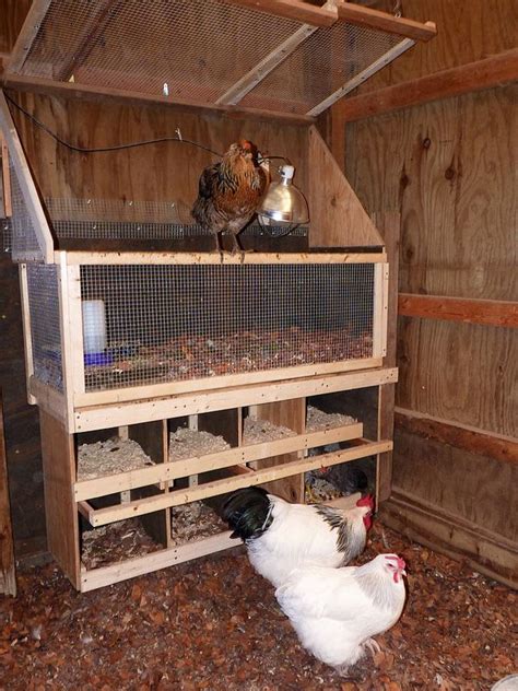 Brooder And Nest Boxes Chicken Coop Chickens Backyard Chicken Diy