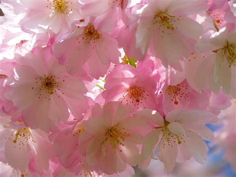 Free Photo Japanese Cherry Trees Blossom Bloom Cherry Blossom