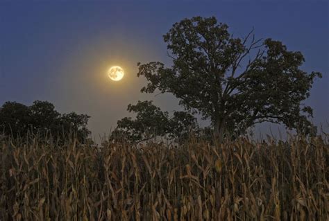 Howling At The Harvest Moon 40 Fabulous Photos Corn Moon Harvest