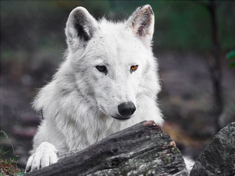 Polarwolf Foto And Bild Natur Portrait Porträt Bilder Auf Fotocommunity