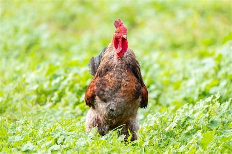 Premium Photo Beautiful Red Cock On Green Grass Rustic Nature On Farm