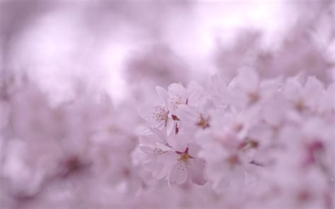 Wallpaper Flowers Branch Cherry Blossom Pink Spring Flower Plant Bloom Petal Close Up