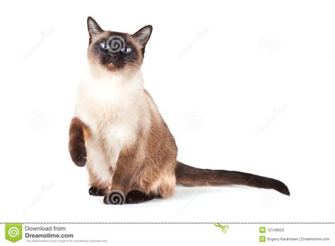 Siamese Cat With Blue Eyes Stock Photos Image 12148603