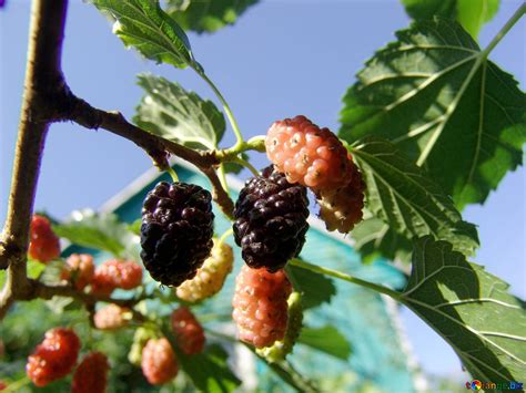 Berries mulberry mulberry berries berries № 2448