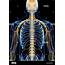 Human Intercostal Nerves Illustration Stock Photo 118699406  Alamy