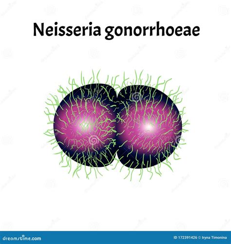 Gonococcus Structure Neisseria Gonorrhoeae Gonorrhea Disease