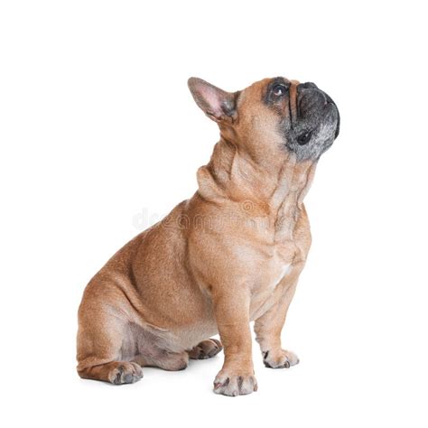 Cute French Bulldog On White Background Stock Image Image Of