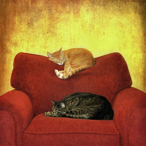 Cats Sleeping On Sofa Photograph By Nancy J Koch Pittsburgh Pa