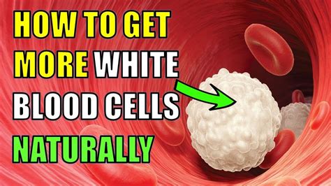 How To Increase White Blood Cells Naturally Youtube