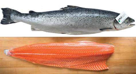 Atlantic Salmon By Wild Isles Samuels Seafood