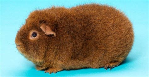 Discover The Largest Guinea Pig Ever A Z Animals