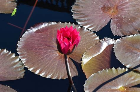 Nymphaea Red Flare Water Lilly Garden Center Marketing