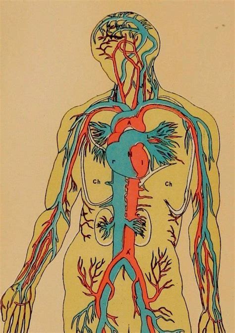 1907beautiful Vintage Print For Framingcirculatory System Arteries