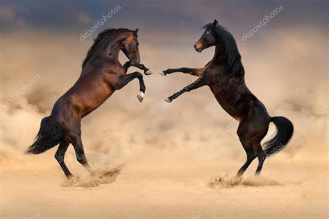 Two Horse Play — Stock Photo © Callipsoart 95800050