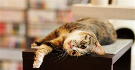 Let us know what you need and we'll put you in touch with the best local pet grooming professionals. Library cat outlasts councilman that wanted him gone ...