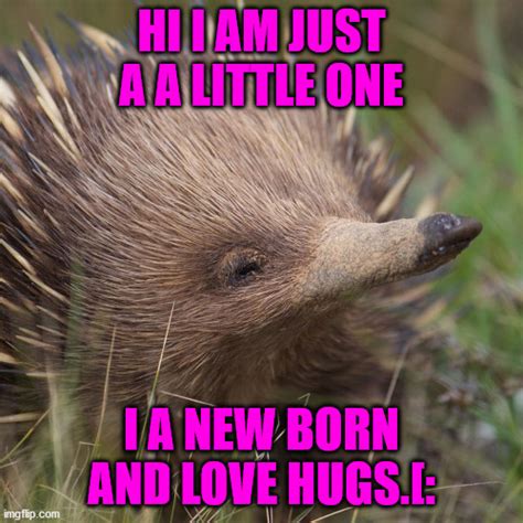 Image Tagged In Cute Echidna Imgflip