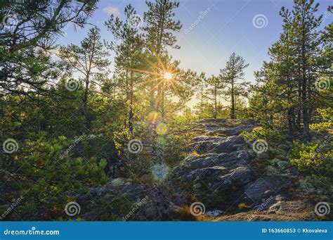 Sunrise In Pine Tree Forest On Rocky Mountain Beautiful Nordic Image