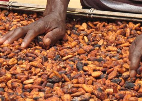 Developing A Toolkit To Identify And Address Forced Labour In Cocoa