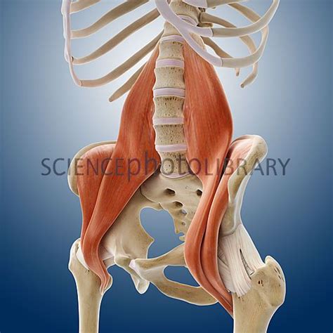 The condition occurs when the psoas muscle—the long muscle (up to 16 inches) in your back—is injured. Iliopsoas- combination of 2 muscles. Lower back wrapping ...