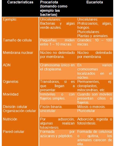 Cuál es la Diferencia entre Célula Eucariota y Procariota Células