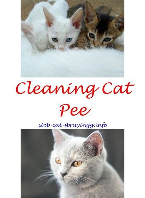 Shop chewy's wide selection of products and prepare yourself and your cat with the best in flea and tick treatments and products. Wasp spray and cats.Why does my female cat keep spraying ...