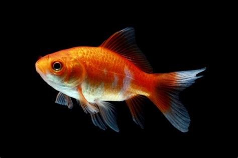 Comet Goldfish Care Guide Pictures Varieties Lifespan And More Pet Keen