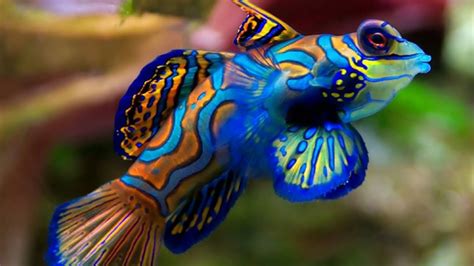 Top 20 Worlds Most Beautiful Fish In The Ocean Youtube