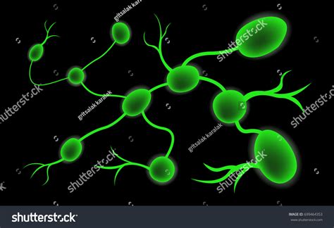 Lymph Node Lymphocyte Structure Vector เวกเตอร์สต็อก ปลอดค่าลิขสิทธิ์