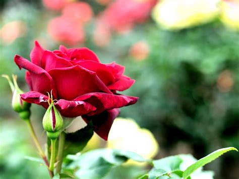 Red Rose Flower Flower Hd Wallpapers Images Pictures