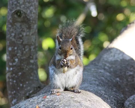 Western Gray Squirrel Facts Diet Habitat And Pictures On Animaliabio