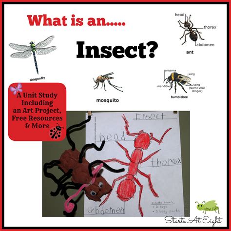 What Is An Insect Homeschool Science Teaching Homeschool Writing